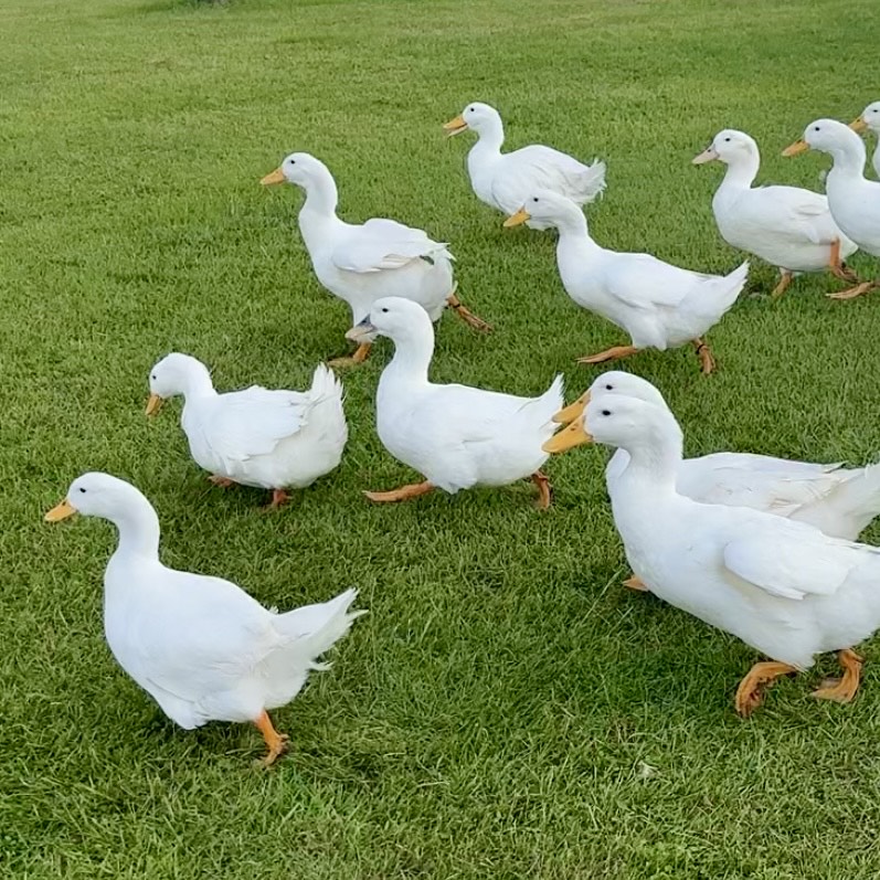 通勤ダックのトートバッグ